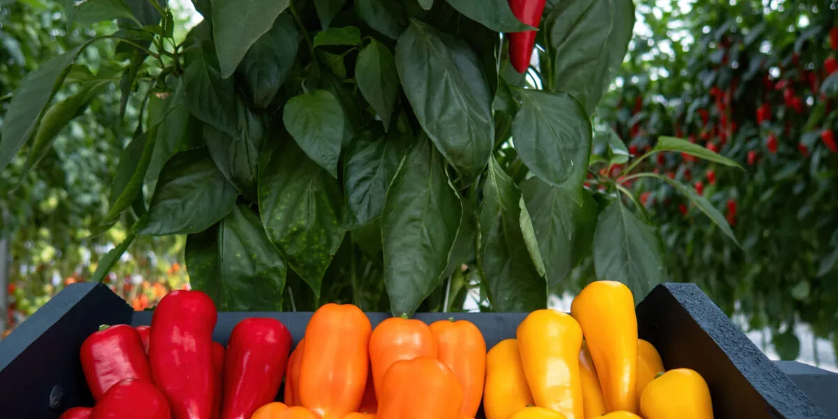 Peperoni rossi, arancioni e gialli raccolti in una serra di Almería, cuore della produzione ortofrutticola europea.