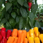 Peperoni rossi, arancioni e gialli raccolti in una serra di Almería, cuore della produzione ortofrutticola europea.