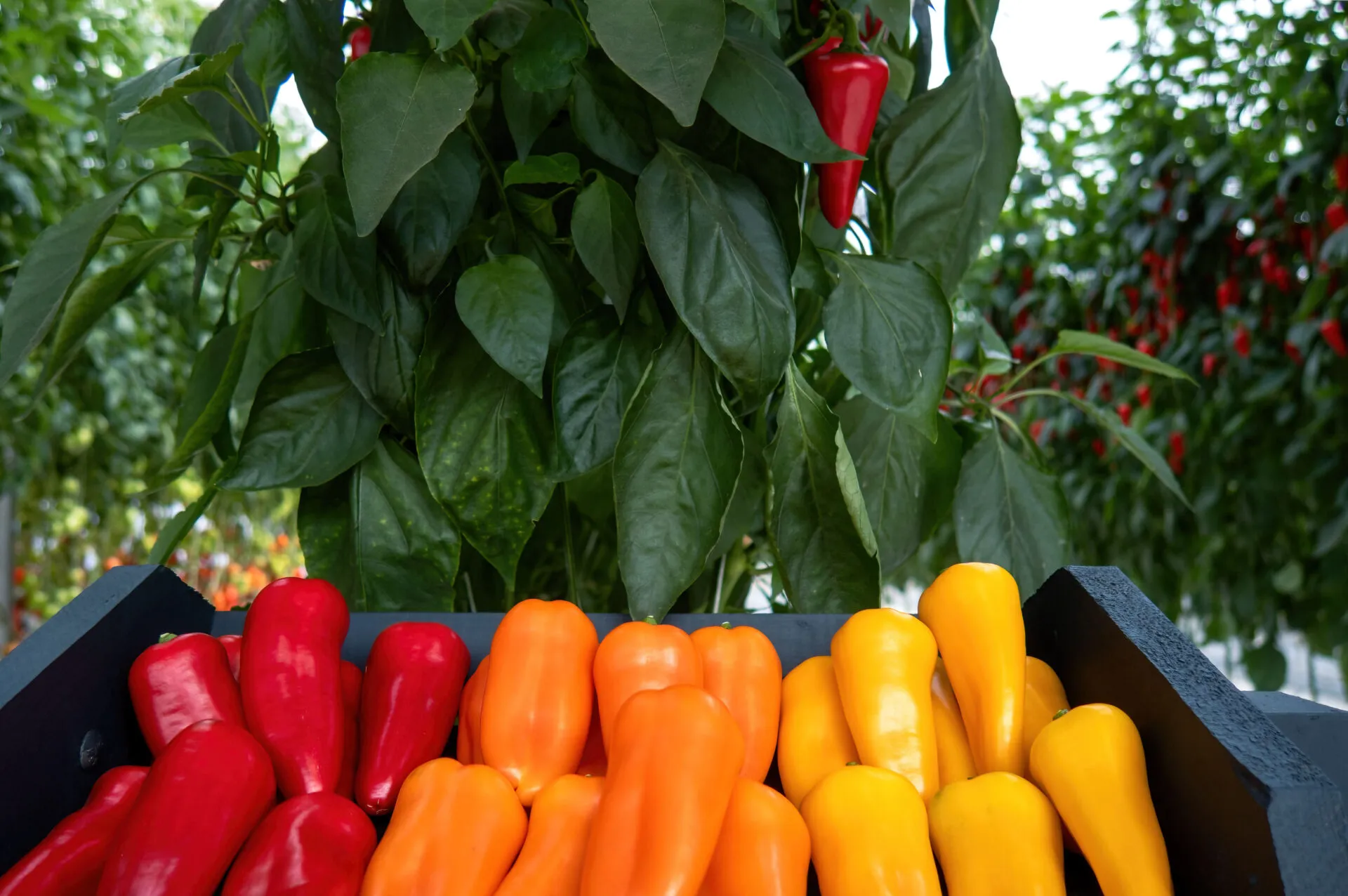 Peperoni rossi, arancioni e gialli raccolti in una serra di Almería, cuore della produzione ortofrutticola europea.