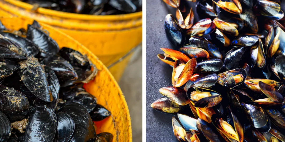 Confronto tra cozze sporche appena acquistate e cozze pulite dopo il trattamento con sale grosso per una pulizia veloce dei gusci