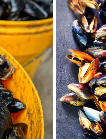 Confronto tra cozze sporche appena acquistate e cozze pulite dopo il trattamento con sale grosso per una pulizia veloce dei gusci