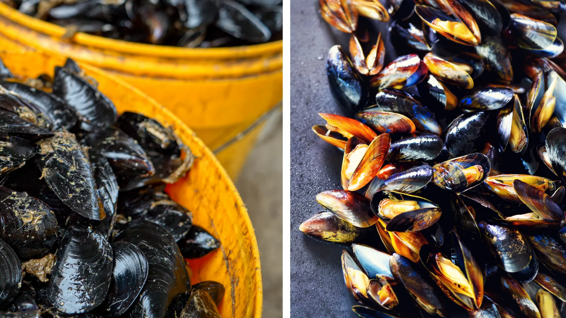 Confronto tra cozze sporche appena acquistate e cozze pulite dopo il trattamento con sale grosso per una pulizia veloce dei gusci