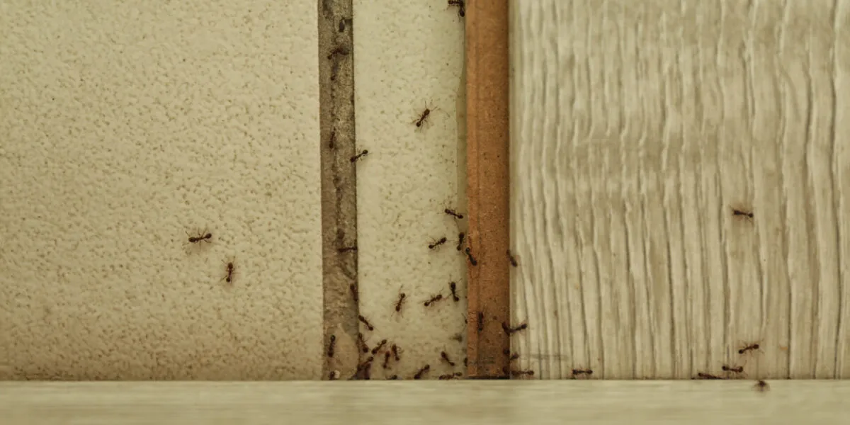 Formiche che risalgono una fessura del muro della cucina formando una fila ordinata vicino ai mobili, alla ricerca di cibo e acqua.