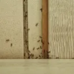Formiche che risalgono una fessura del muro della cucina formando una fila ordinata vicino ai mobili, alla ricerca di cibo e acqua.