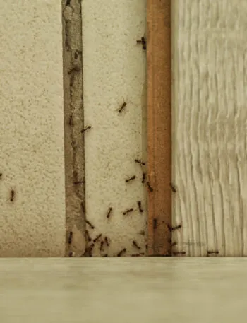 Formiche che risalgono una fessura del muro della cucina formando una fila ordinata vicino ai mobili, alla ricerca di cibo e acqua.
