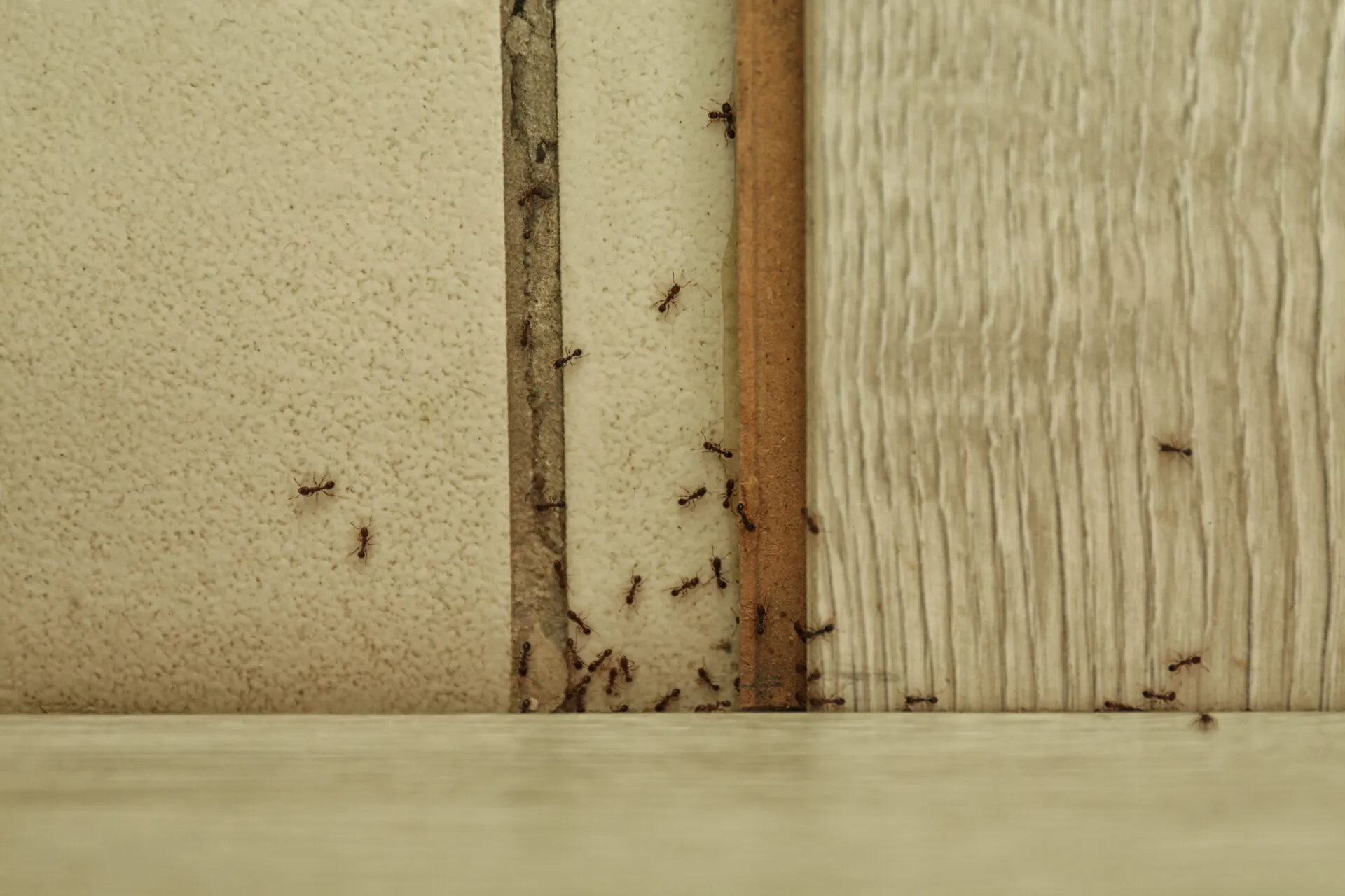 Formiche che risalgono una fessura del muro della cucina formando una fila ordinata vicino ai mobili, alla ricerca di cibo e acqua.