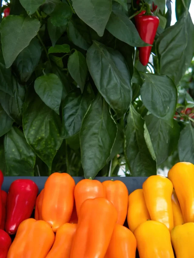 Peperoni rossi, arancioni e gialli raccolti in una serra di Almería, cuore della produzione ortofrutticola europea.