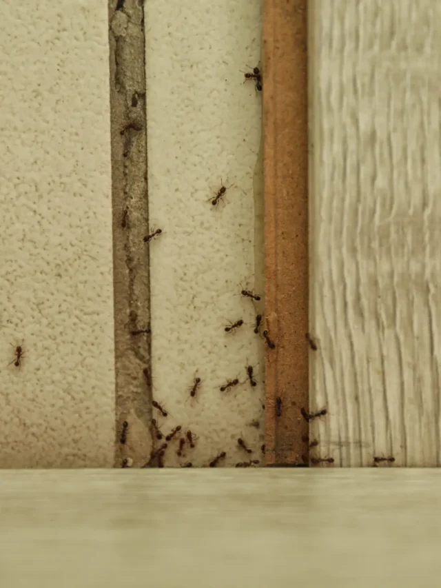 Formiche che risalgono una fessura del muro della cucina formando una fila ordinata vicino ai mobili, alla ricerca di cibo e acqua.