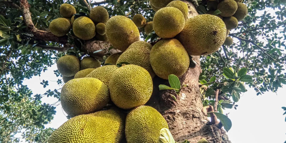 Jackfruit sull’albero, il grande frutto tropicale dalla polpa fibrosa usato come alternativa vegetale alla carne