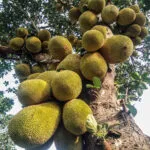 Jackfruit sull’albero, il grande frutto tropicale dalla polpa fibrosa usato come alternativa vegetale alla carne