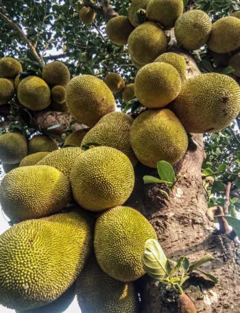 Jackfruit sull’albero, il grande frutto tropicale dalla polpa fibrosa usato come alternativa vegetale alla carne