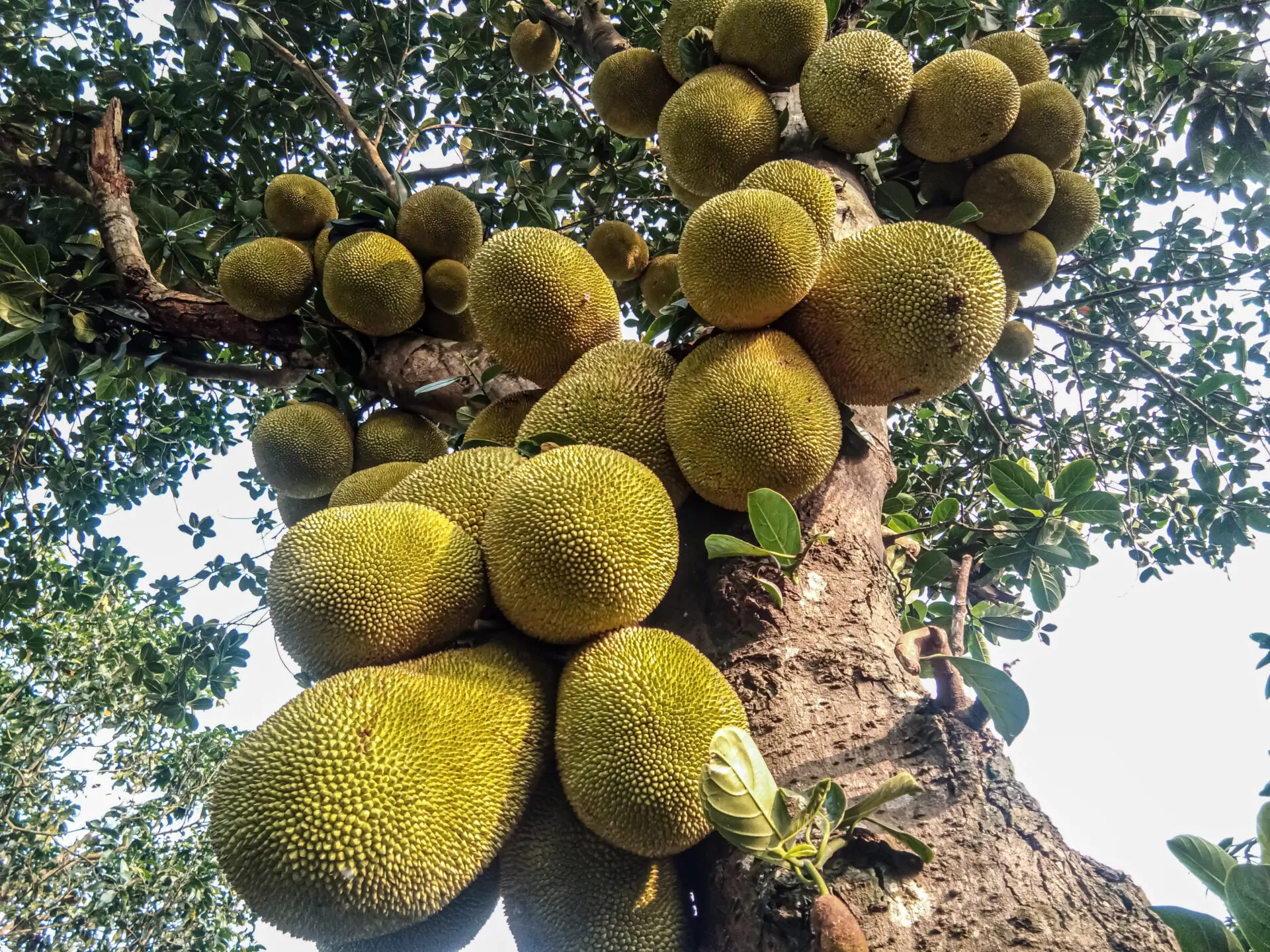 Jackfruit sull’albero, il grande frutto tropicale dalla polpa fibrosa usato come alternativa vegetale alla carne