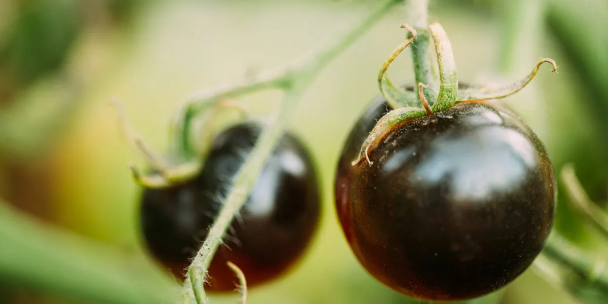 Pomodori neri maturi sulla pianta con buccia scura e lucida.