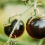 Pomodori neri maturi sulla pianta con buccia scura e lucida.