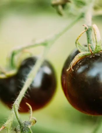 Pomodori neri maturi sulla pianta con buccia scura e lucida.