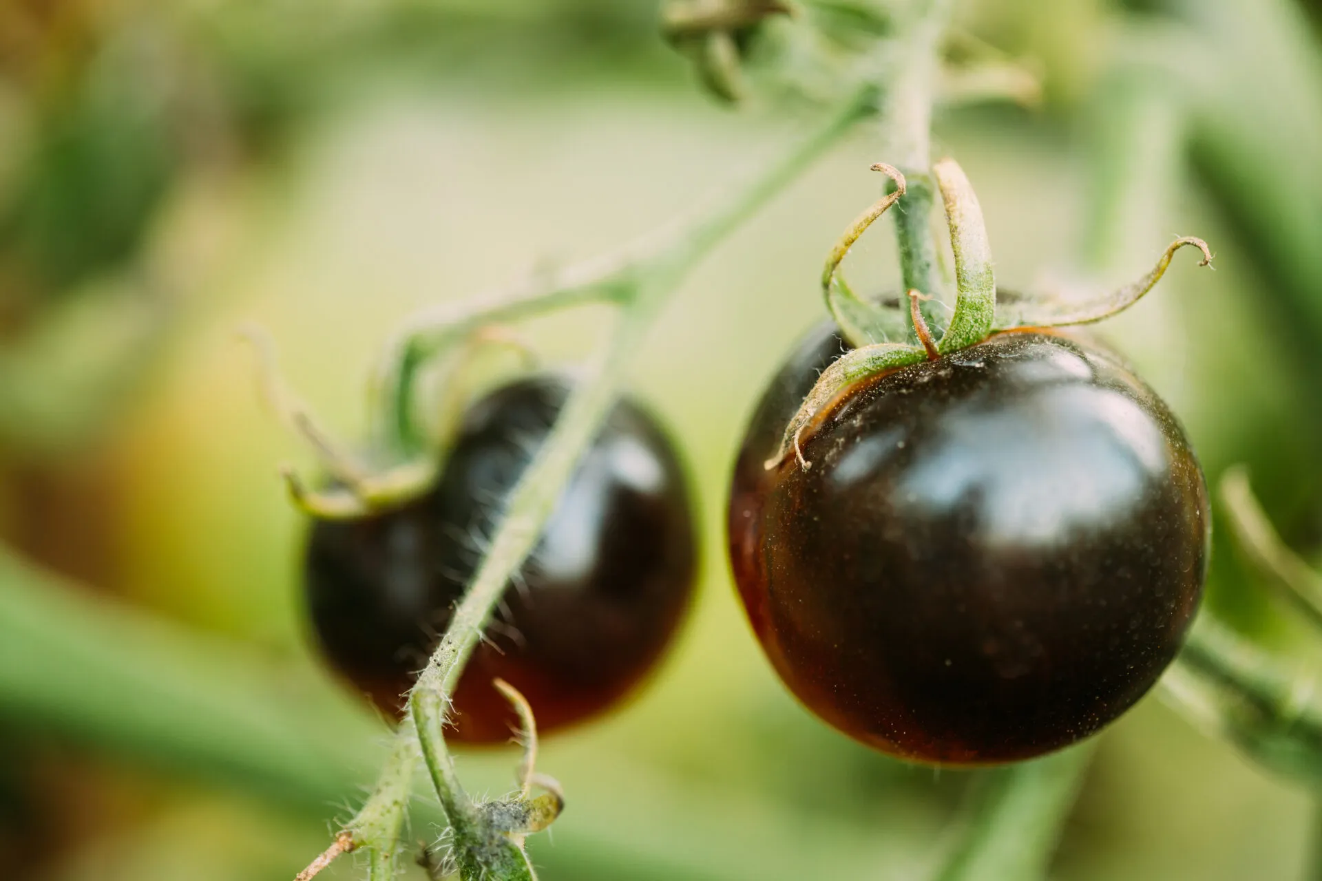 Pomodori neri maturi sulla pianta con buccia scura e lucida.