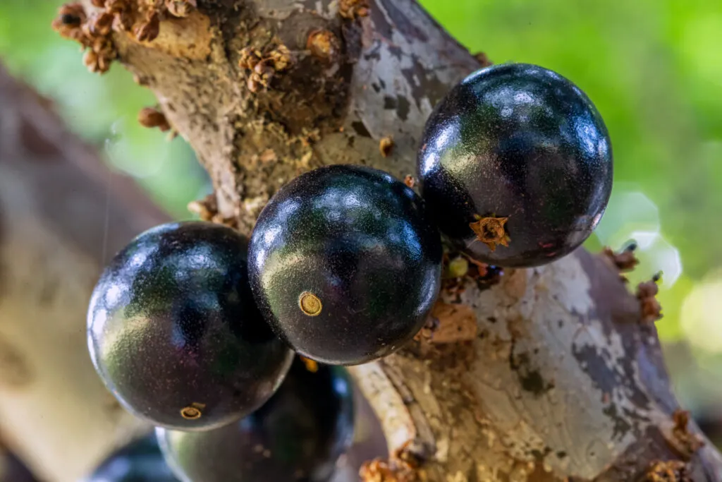 Bacche di açaí mature sulla palma amazzonica, il frutto ricco di antiossidanti usato per preparare l'acai bowl.
