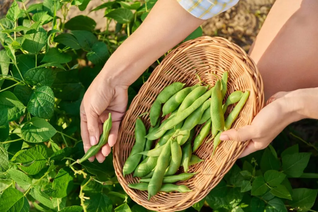 Raccolta degli edamame freschi dalla pianta, fagioli di soia verdi nel baccello appena raccolti