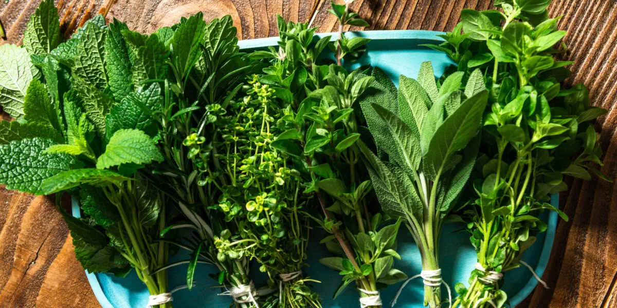 Mazzetti di erbe aromatiche fresche legati con spago su vassoio azzurro