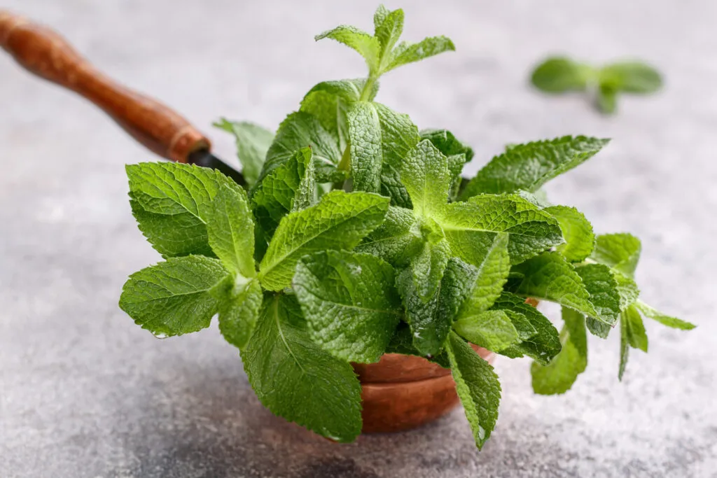 Foglie di menta fresca in un pentolino di rame