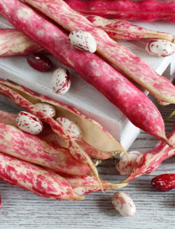 Fagioli borlotti freschi con baccelli rossi e crema disposti su un tavolo di legno.