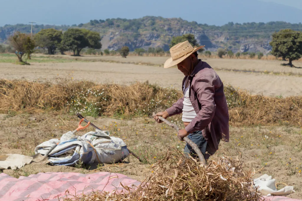 Agricoltore che batte le piante di lenticchie in campo