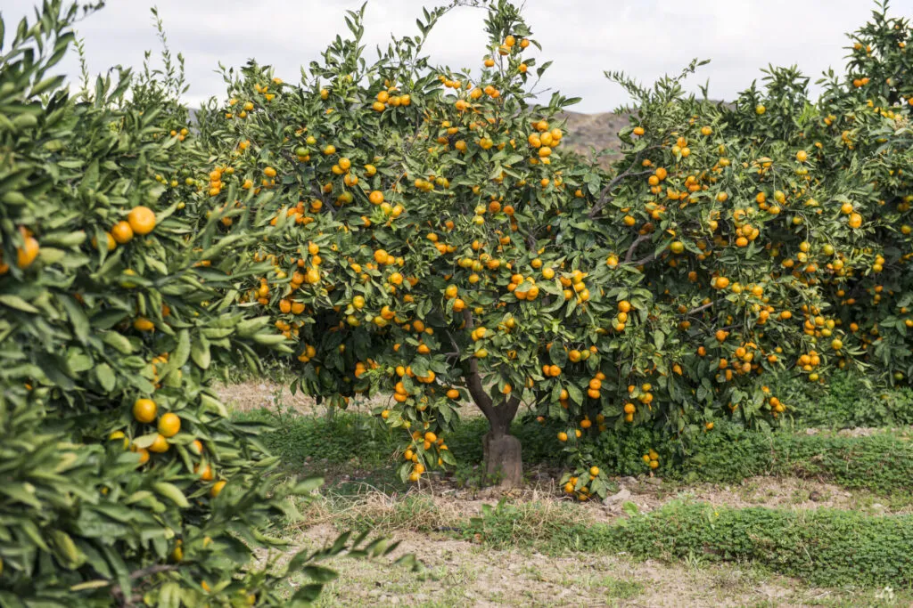 Filari di alberi di agrumi carichi di frutti maturi in una campagna mediterranea, con colline sullo sfondo