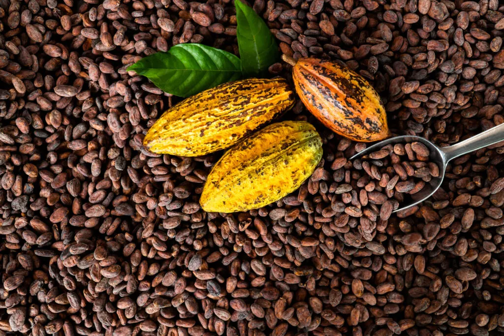 Cabosse di cacao appoggiate su un letto di fave essiccate
