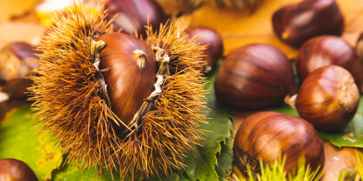 Castagne fresche con riccio aperto su foglie autunnali