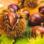 Castagne fresche con riccio aperto su foglie autunnali