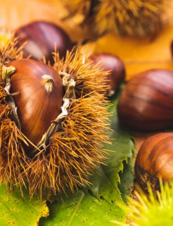 Castagne fresche con riccio aperto su foglie autunnali