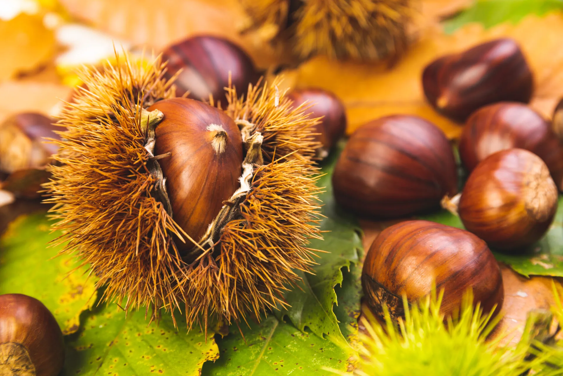 Castagne fresche con riccio aperto su foglie autunnali