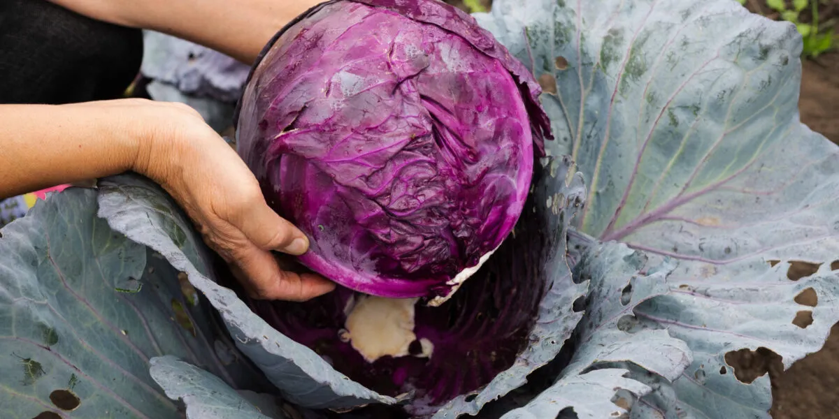 Mani che sollevano un cavolo cappuccio rosso appena tagliato nell'orto, con la superficie di taglio viola intenso attraversata da venature bianche