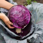 Mani che sollevano un cavolo cappuccio rosso appena tagliato nell'orto, con la superficie di taglio viola intenso attraversata da venature bianche