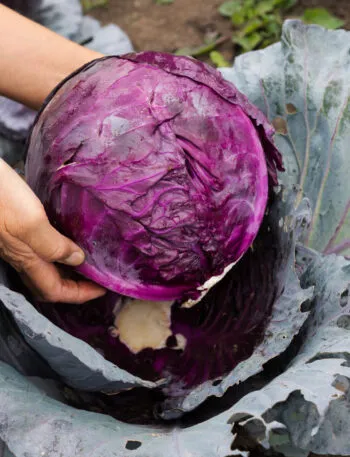 Mani che sollevano un cavolo cappuccio rosso appena tagliato nell'orto, con la superficie di taglio viola intenso attraversata da venature bianche