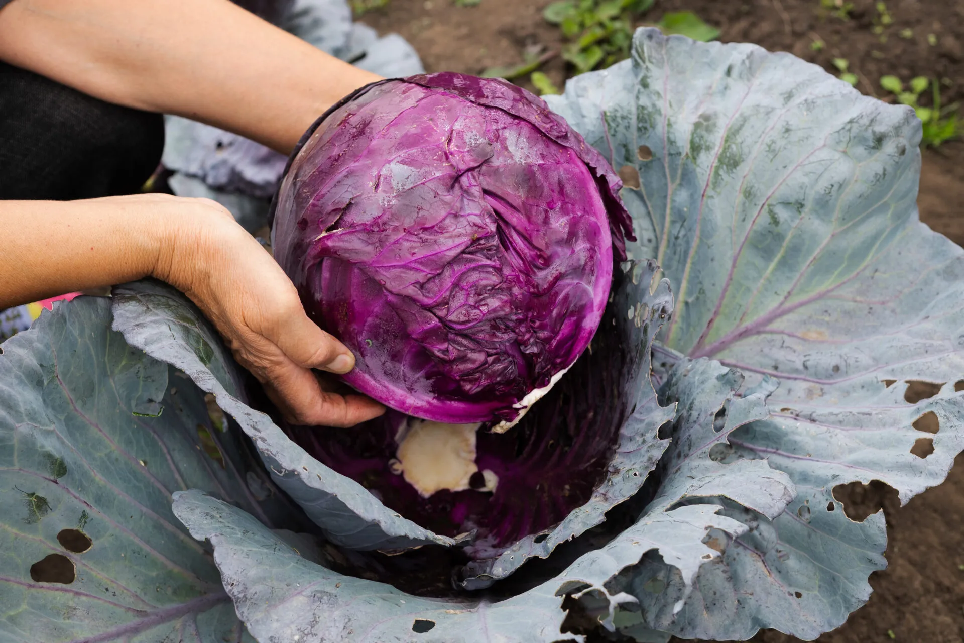 Mani che sollevano un cavolo cappuccio rosso appena tagliato nell'orto, con la superficie di taglio viola intenso attraversata da venature bianche