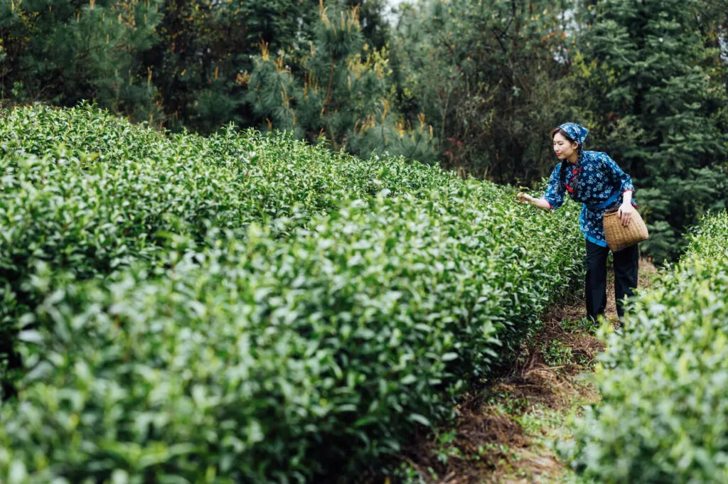 Raccoglitrice con casacca blu a fiori e bandana raccoglie a mano le foglie di tè tra le file di una piantagione, con cesto di vimini al fianco