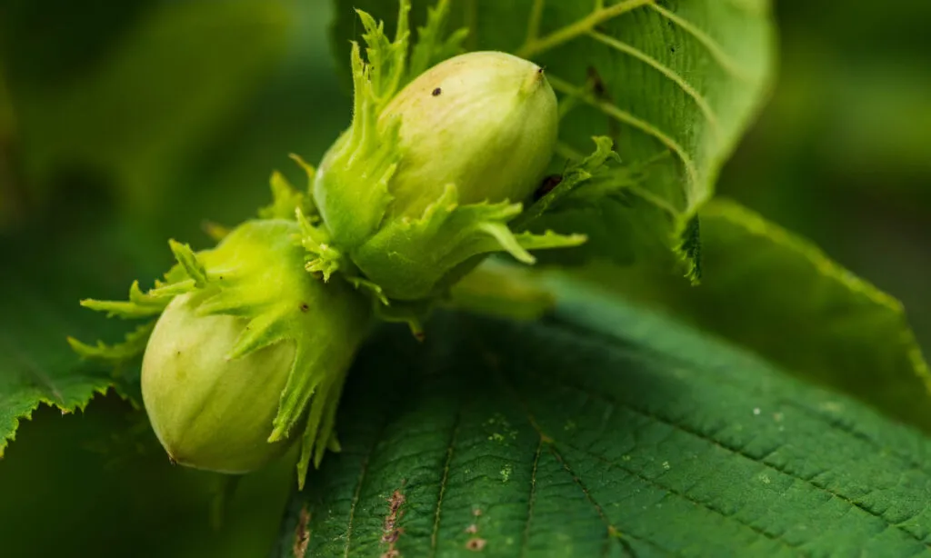 Macro di due nocciole acerbe ancora sulla pianta, avvolte nelle brattee verdi e frastagliate, appoggiate su una foglia di nocciolo