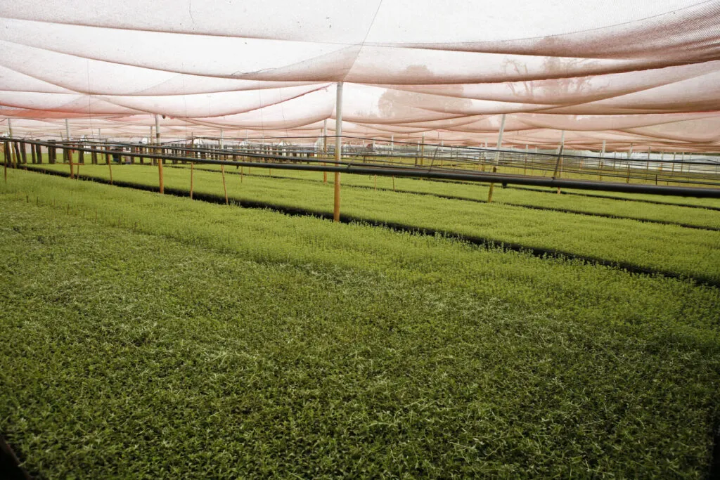 Vivaio con file di piantine verdi sotto una grande rete ombreggiante, con tubi di irrigazione a goccia e pali di sostegno