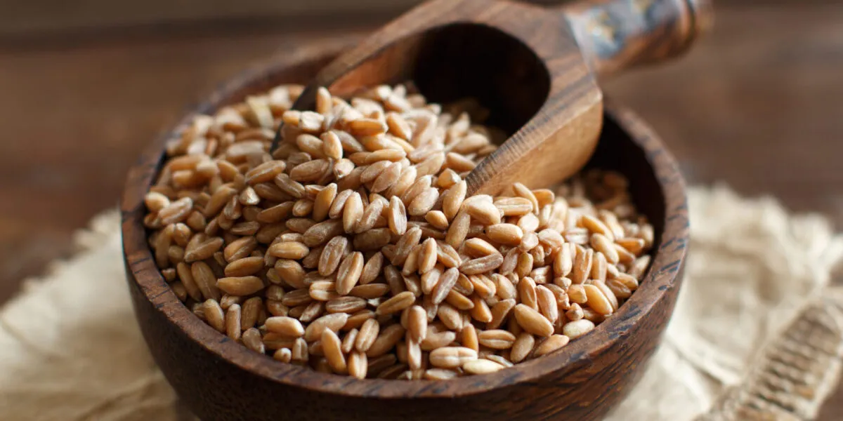 Farro perlato crudo in una ciotola di legno con paletta