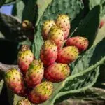 Fichi d'India maturi sulla pala di un fico d'India