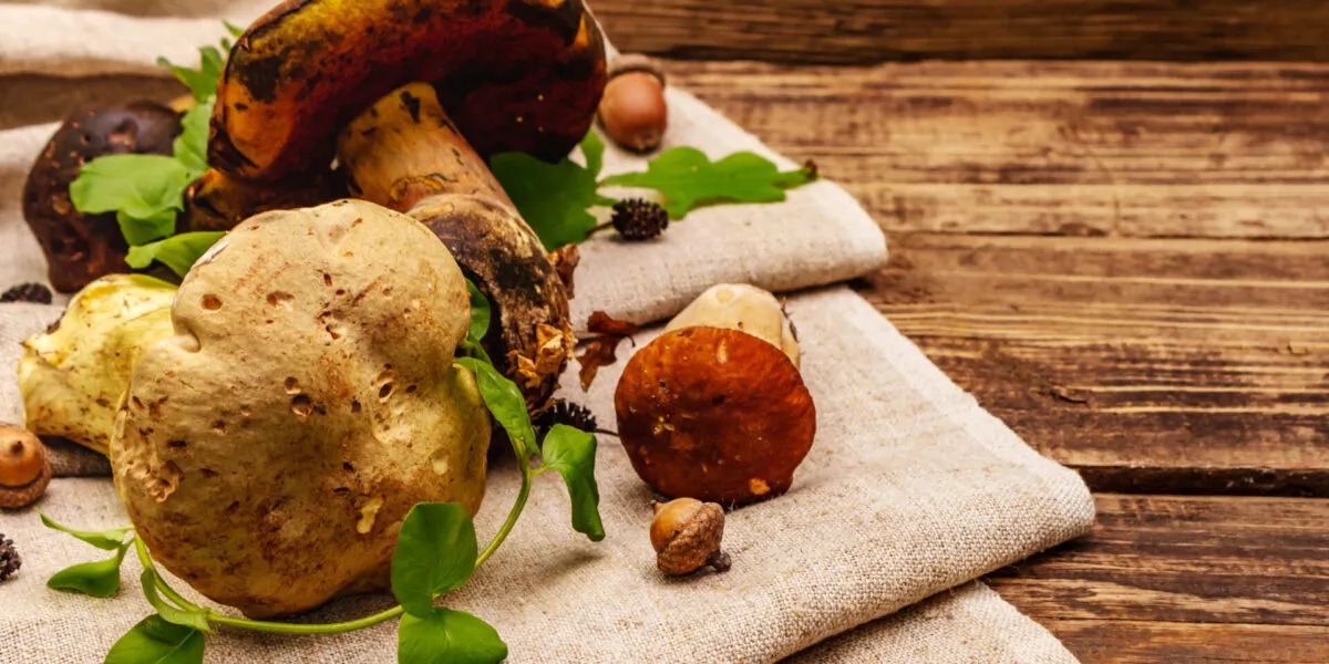 Funghi porcini freschi su un telo di lino con foglie e ghiande