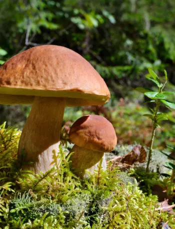 Due funghi porcini cresciuti sul muschio nel sottobosco