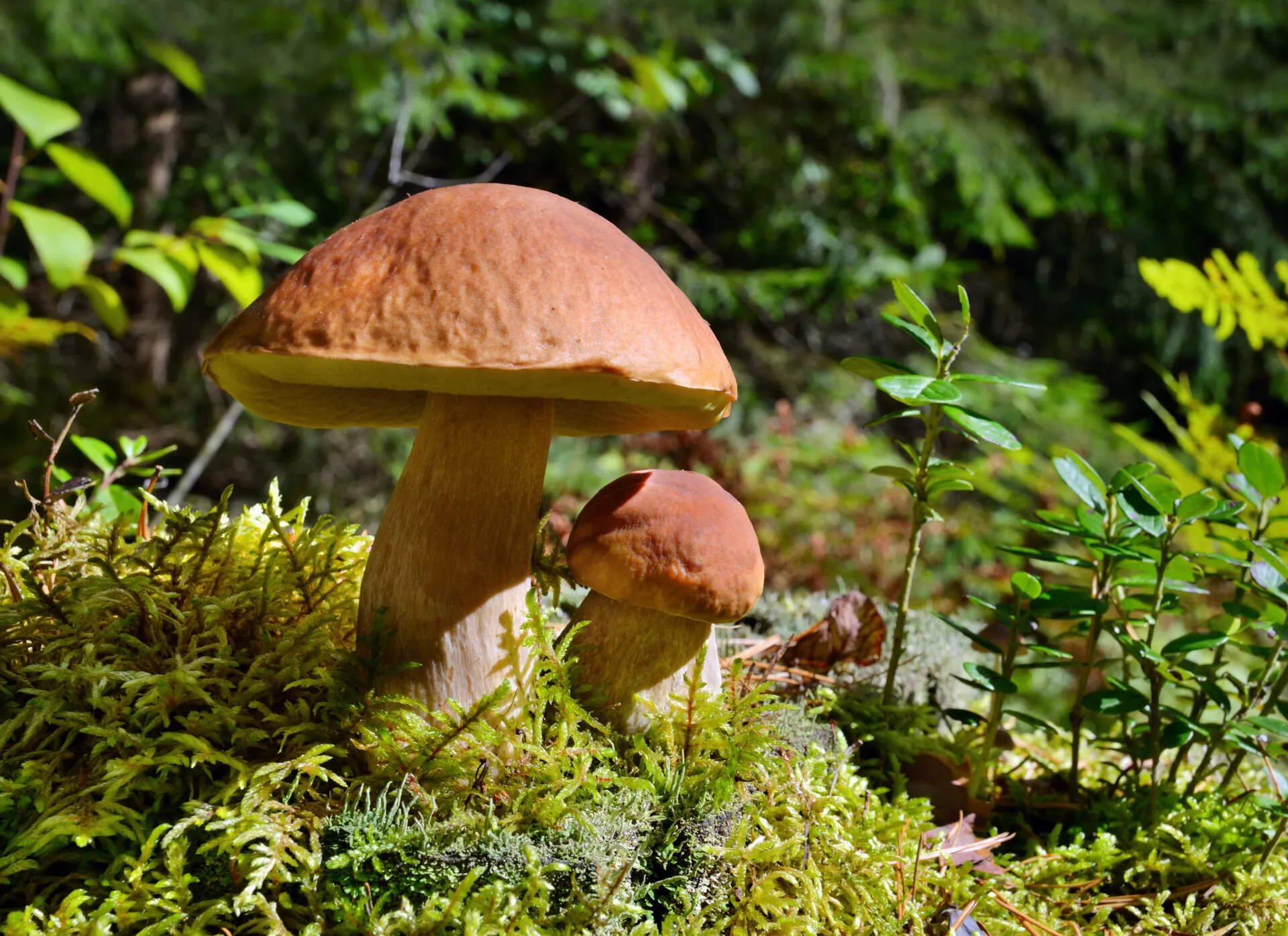 Due funghi porcini cresciuti sul muschio nel sottobosco