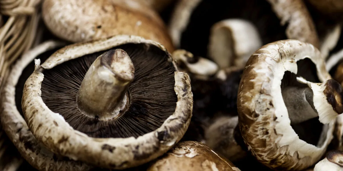 Funghi portobello ammucchiati, con uno in primo piano capovolto che mostra le lamelle marrone scuro sotto la cappella aperta