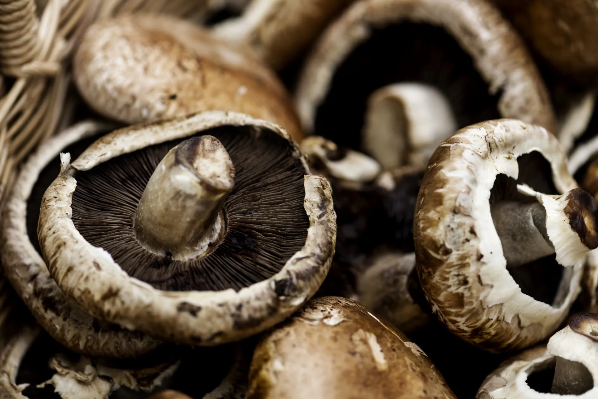 Funghi portobello ammucchiati, con uno in primo piano capovolto che mostra le lamelle marrone scuro sotto la cappella aperta