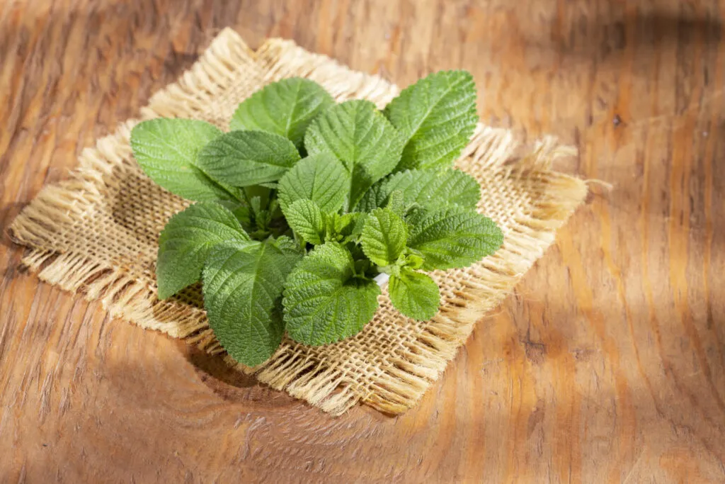 Foglie di menta fresca su un quadrato di tela di juta