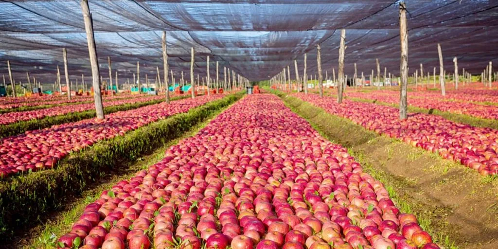 File ordinate di mele rosse disposte a terra in un melaio sotto una rete ombreggiante per completare l'arrossamento