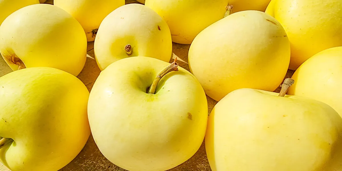 Molte mele Golden Delicious gialle disposte una accanto all'altra, riprese da vicino