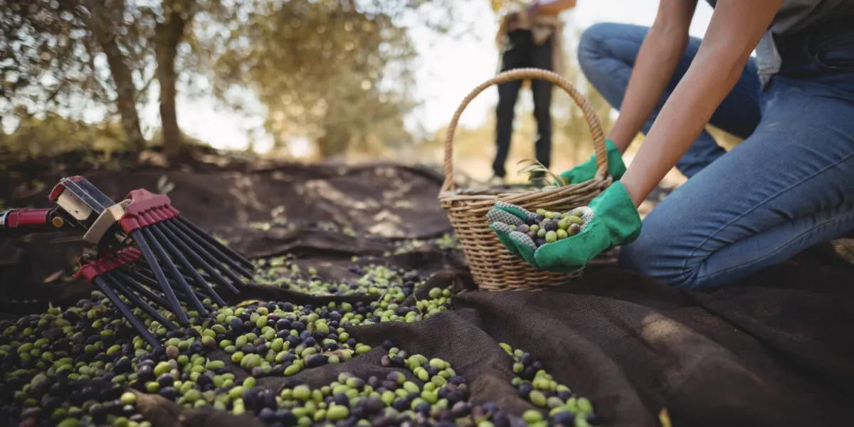 Olive verdi e nere cadute sui teli stesi sotto gli ulivi durante la raccolta, con una persona che le raccoglie in un cesto di vimini e un abbacchiatore appoggiato di lato